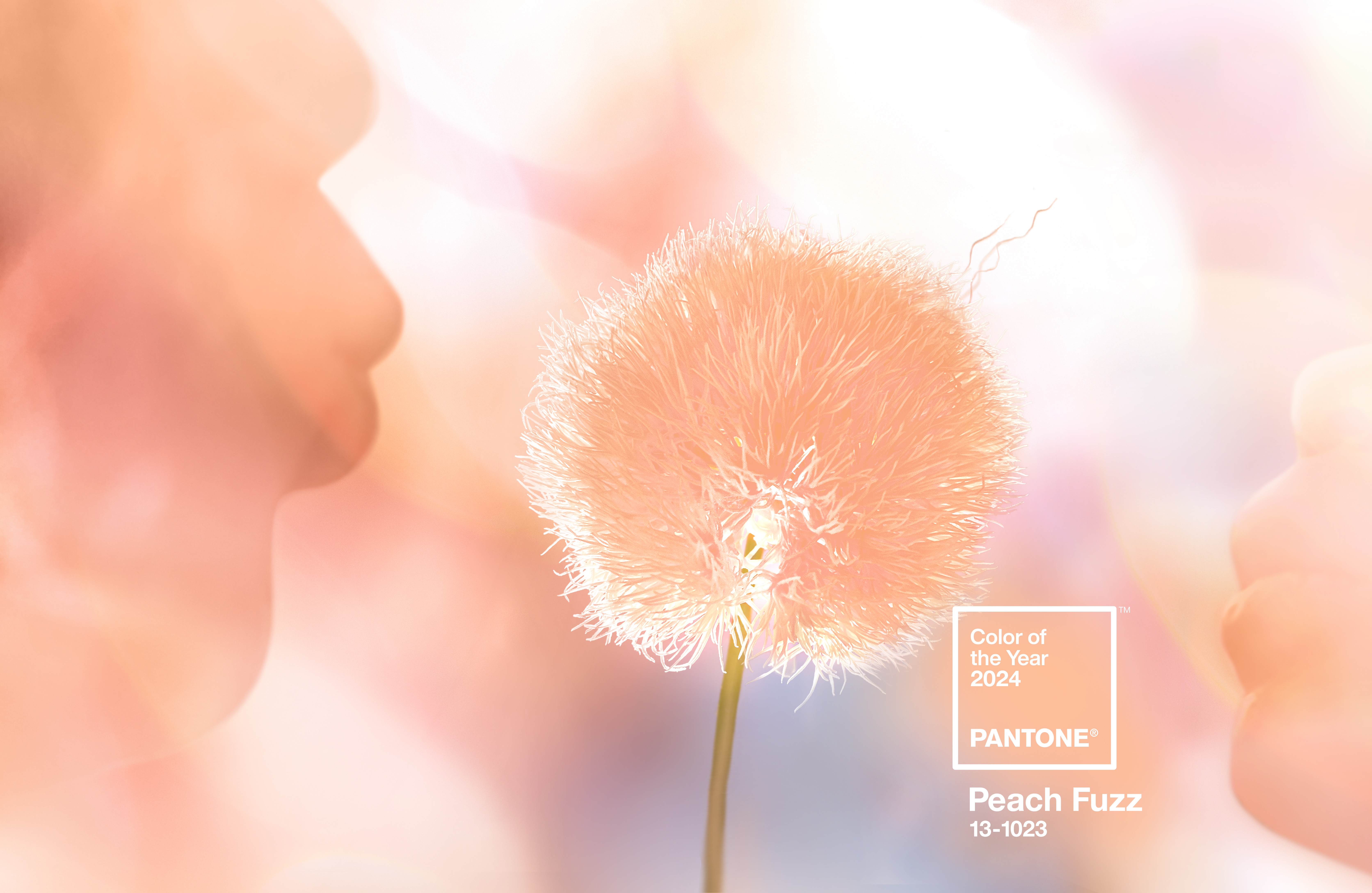 Pantone Afbeelding Peach Fuzz Bloem